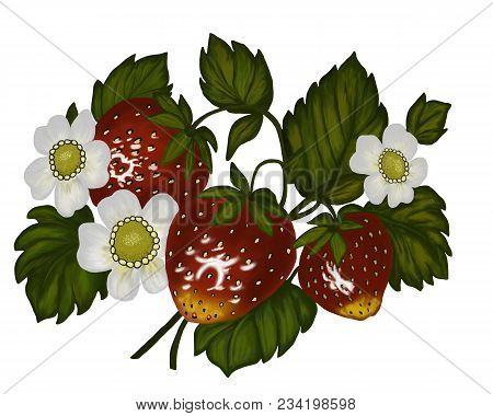 Ripe Red Strawberries On A Green Branch.
Strawberries On A Branch.