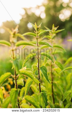 The Twigs Of Wild Plant Nettle Or Stinging Nettle Or Urtica Dioica In Summer Spring Meadow Field At 