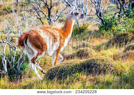 Guanaco. Torres Del Paine, Chile - Wild Guanaco, A Camelid Native To Patagonia In South America.