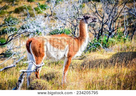 Guanaco. Torres Del Paine, Chile - Wild Guanaco, A Camelid Native To Patagonia In South America.