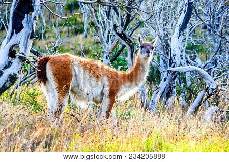 Guanaco. Torres Del Paine, Chile - Wild Guanaco, A Camelid Native To Patagonia In South America.