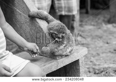 Sloth Eating Green Plant From Childs Hand On Wooden Bench In Boca De Valeria, Brazil. Wildlife And N
