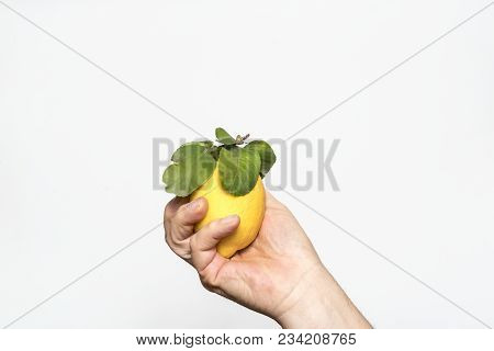 A Lemon Fruit Held In One Hand