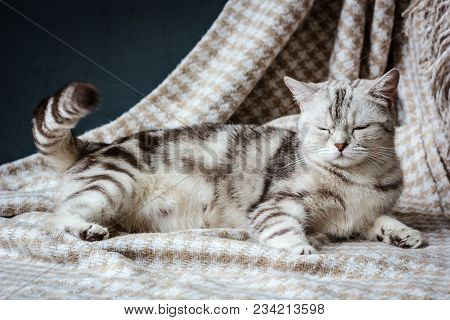 Pregnant Cat Laying On The Fabric Textile Material.