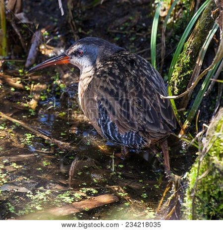 Virginia Rail (rallus Limicola) Foraging In A Wetlands Area In Tennessee.