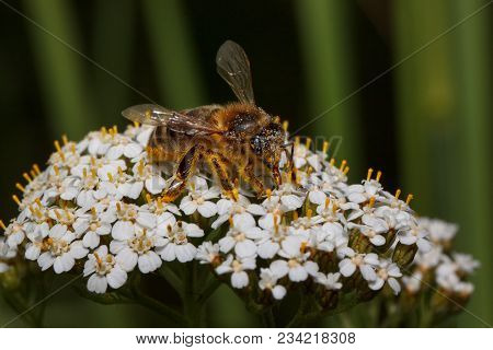 Bee Is Gathering Nectar From A Yarrow Flowers. Animals In Wildlife. Sunny Summer Day.