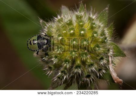 Shieldbug Are Sitting On A Green Hairy Flower. Animals In Wildlife.
