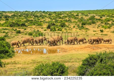 Group Of Adults And Small Elephants Walking In Addo Elephant National Park Near The Pool In Summer S