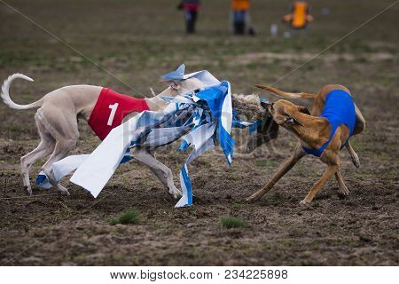 Coursing, Passion And Speed. Whippet Dog Running In The Field. Sunny Day