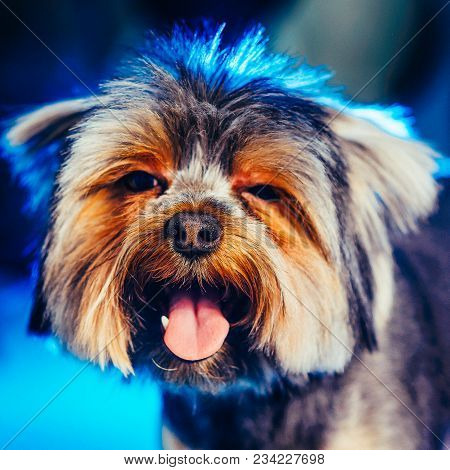 A Cute Yorkshire Terrier Lounging On A Leather Armchair. Toned Image.