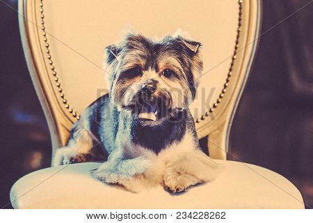 A Cute Yorkshire Terrier Lounging On A Leather Armchair. Toned Image.