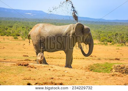 Side View Of African Elephant Cooling Down By Spraying Mud On Himself At Addo Elephant National Park