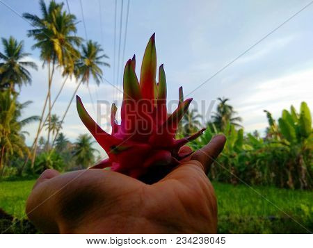 Dragon Fruit Delicious In My Garden House