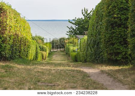 The Road To The Sea, A Fence Of Bushes, A Perspective. Island Rugen, Germany, The Baltic Sea