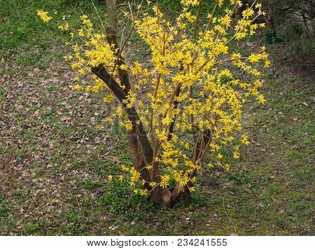 Yellow Forsythia (forsythia X Intermedia) Flower