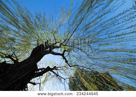 Beautiful young green willow tree leaves in early spring. Shot from below. 