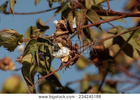 Seed Capsule Tree Cotton (gossypium Arboretum)