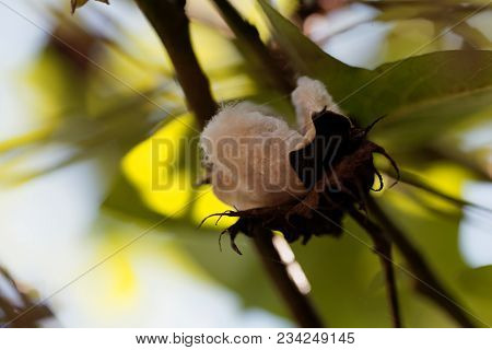 Seed Capsule Tree Cotton (gossypium Arboretum)