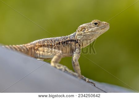 Sling-tailed Agama (stellagama Stellio Subspecies Cypriaca) Endemic Subsp To The Island Of Cyprus, L