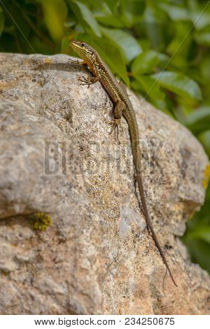 Troodos Lizard (phoenicolacerta Troodica) Endemic Species Of The Island Of Cyprus