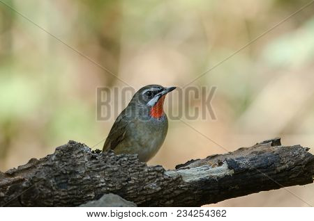 Siberian Rubythroat Bird (luscinia Sibilans)