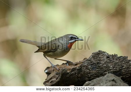 Siberian Rubythroat Bird (luscinia Sibilans)