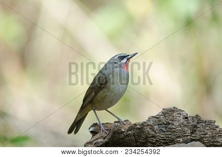 Siberian Rubythroat Bird (luscinia Sibilans)