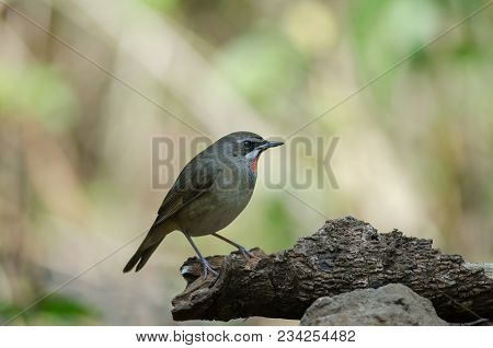 Siberian Rubythroat Bird (luscinia Sibilans)