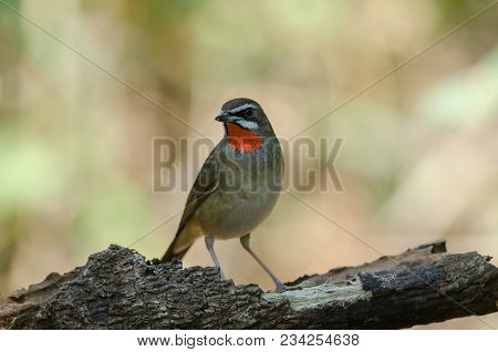Siberian Rubythroat Bird (luscinia Sibilans)
