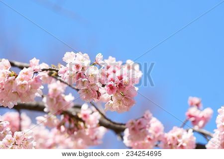 Pink Cherry Blossom(cherry Blossom, Japanese Flowering Cherry) On The Sakura Tree. Sakura Flowers Ar