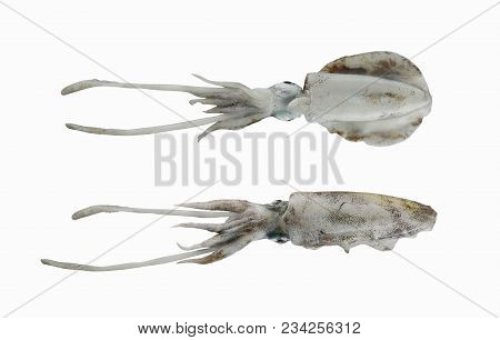 Fresh Bigfin Reef Squid Or Soft Cuttlefish Squid Isolated On White Background And Have Clipping Path
