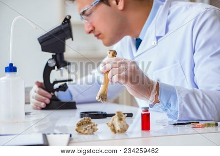 Paleontologist looking at extinct animal bone