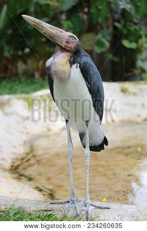 Lesser Adjutant Stork Of Tropics Bird In The Outdoor Nature.