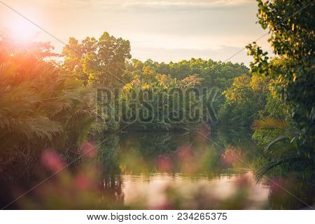Natural Morning Light In Magrove Wet Land Forest