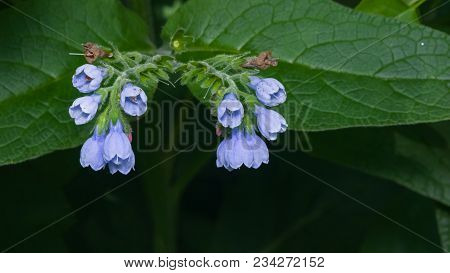 Blossom Prickly Comfrey, Symphytum Asperum, Flowers And Leaves Close-up, Selective Focus, Shallow Do