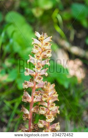 Blossom Of Yellow Broomrape Or Orobanche Lutea Close-up, Selective Focus, Shallow Dof.