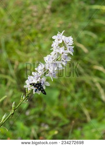 Nine-spotted Moth Or Yellow Belted Burnet, Amata Phegea, Formerly Syntomis Phegea, Macro On Pale Del