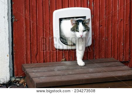 Domestic Cat Using Cat Flap And Comes Out Independently.