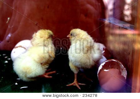 Uova o pollo