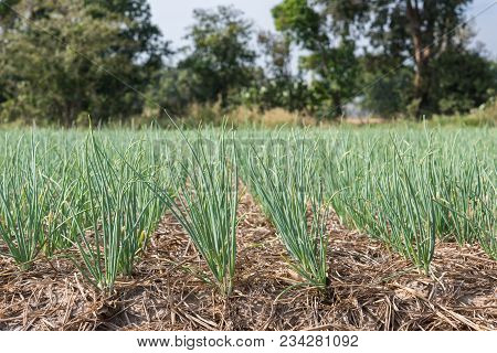 Green Shallot Growth In Farmland(allium Ascalonicum),vegetable Garden Farmland In Northeast Of Thail