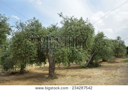 Olive trees in Italy, harvesting time. Olive trees garden, mediterranean olive field ready for harvest. Olive grove. Raw ripe fresh olives.