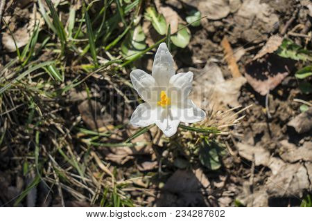 the lawns covered with crocus at the end of winter on a sunny day