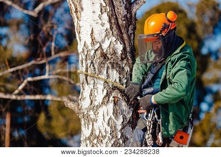 Man Saws Sawmill With Chainsaw At Height With Insurance. Concept Of Cutting Down Trees With Help Of 