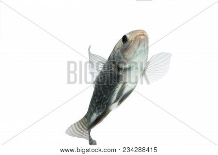 Oreochromis Niloticus ,fresh Raw Fish Isolated On White Background With Clipping Path