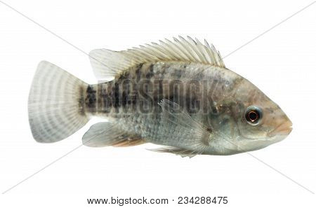 Oreochromis Niloticus ,fresh Raw Fish Isolated On White Background With Clipping Path