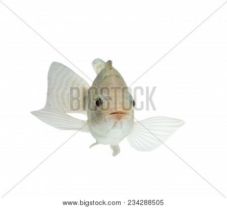 Oreochromis Niloticus ,fresh Raw Fish Isolated On White Background With Clipping Path