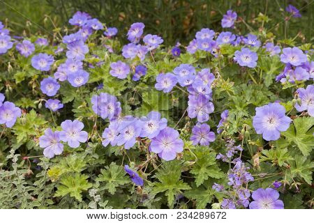 Geranium Gerwat Or Geranium Rozanne In Flower