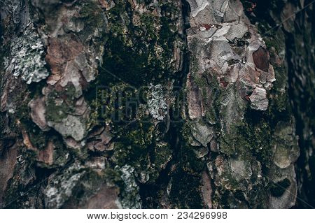 Pine Tree Bark Covered With Moss. Organic Texture And  Background For Design. Mossy Bark Tree Textur