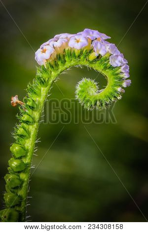 Flowering Stage Of Broad Leaf Weed (heliotropium Indicum L.)