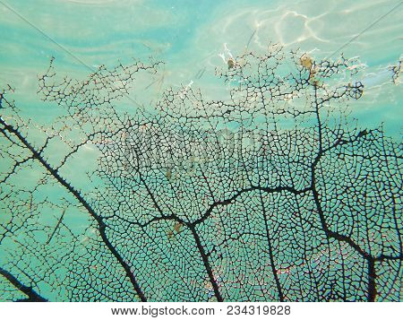 Detailed Black Sea Fan Coral. Black Coral Sea Fan On The Sea At Ancon Beach, Trinidad, Cuba